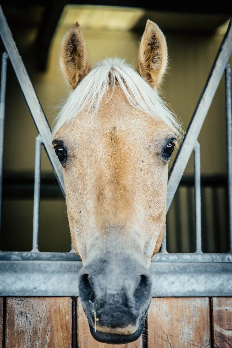 A dressage horse after a dressage coaching session in the stable